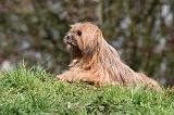 LHASSA APSO 231